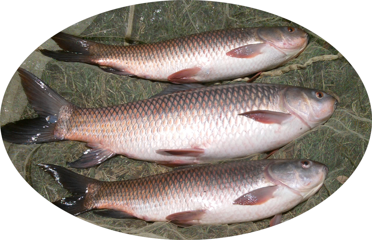 Rohu Fish